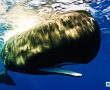 Balinalar Boş Durmuyor – 120.000.000 XRP’lik İşlem Gerçekleştirildi